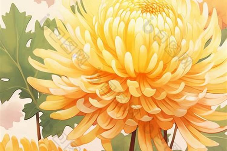 重阳节哪个花开最多？