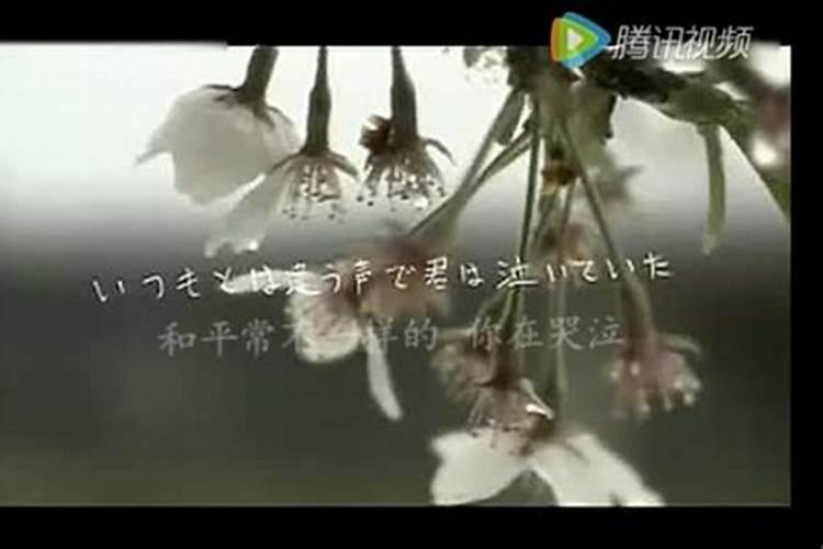 清明樱花祭高野健一教程
