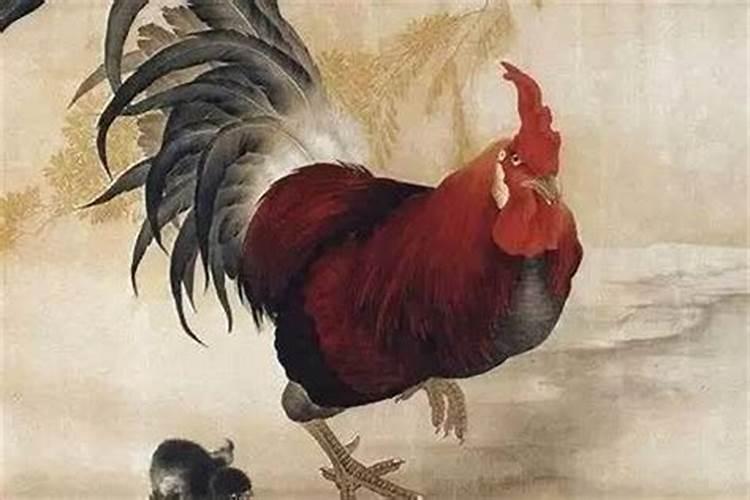 鸡年今年运势怎样？