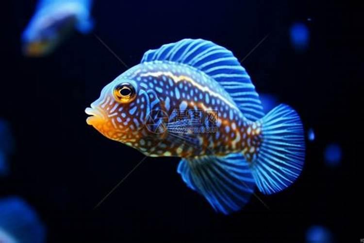 梦见特别漂亮的大海鱼