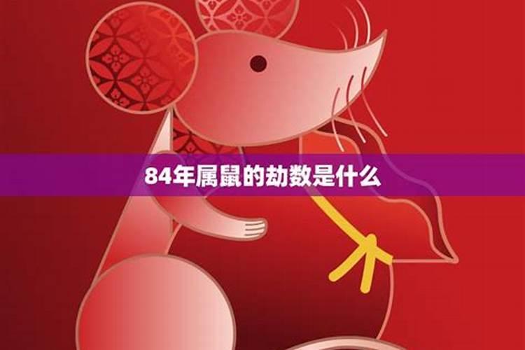 84年11月的鼠今年运势