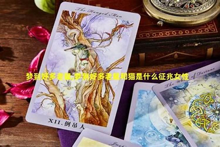 梦见家里很多老鼠和猫？
