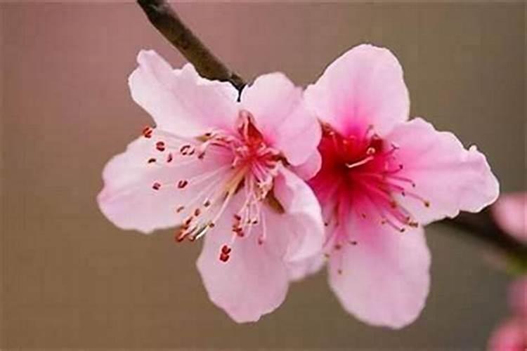 大运桃花与流年桃花