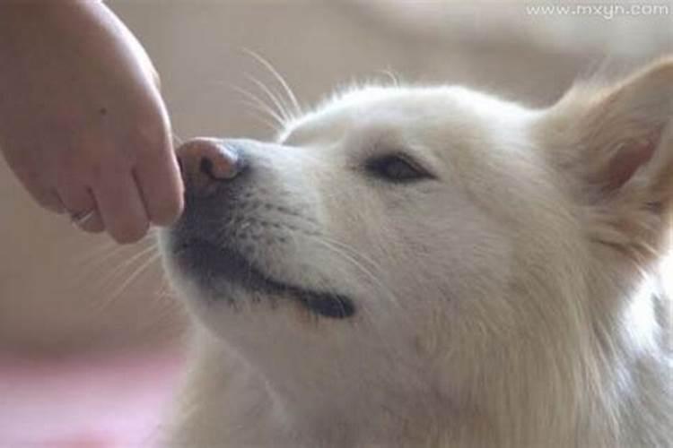 梦见狗亲自己是什么意思？