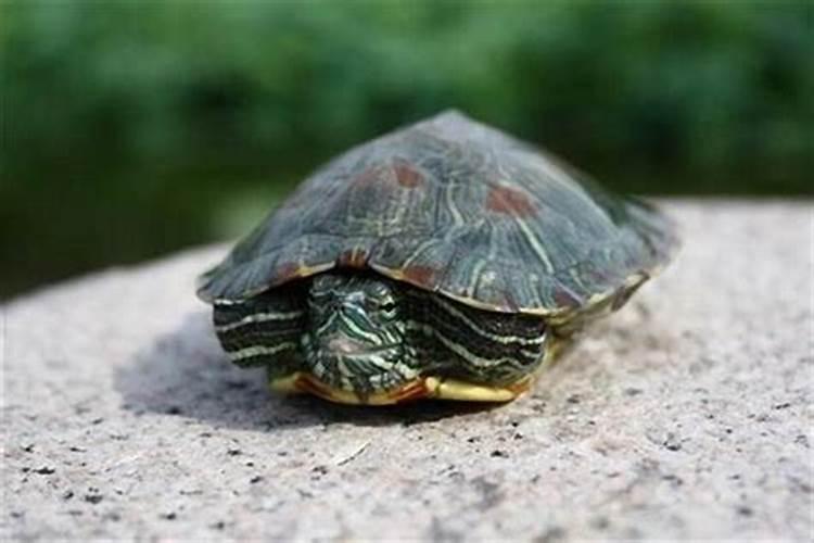 梦见大乌龟是自己的