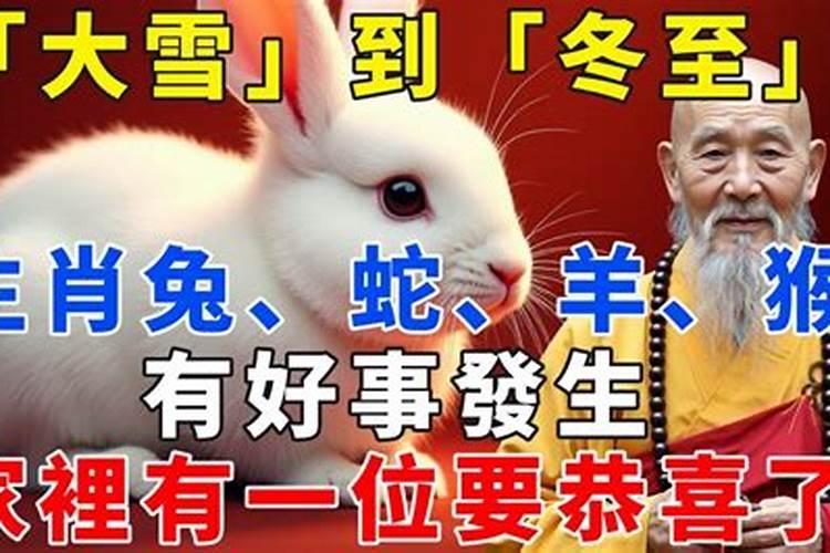 冬至生肖兔命运