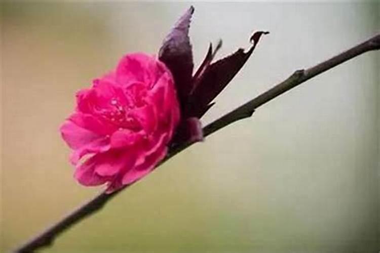 本命年财运不好如何化解桃花？