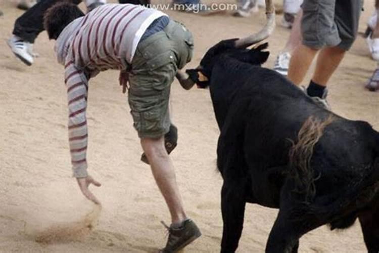 梦见被牛追是什么预兆？