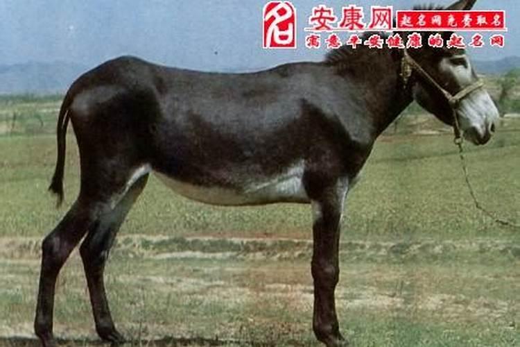 女人梦到驴了什么预兆？