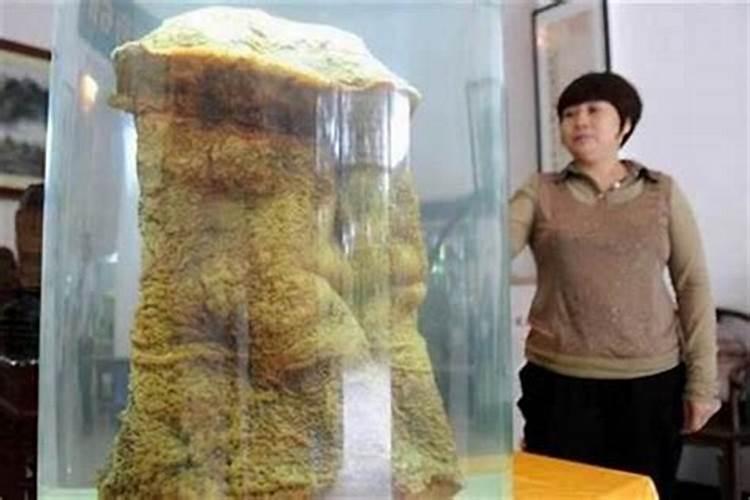 太岁生长的生长在什么环境？