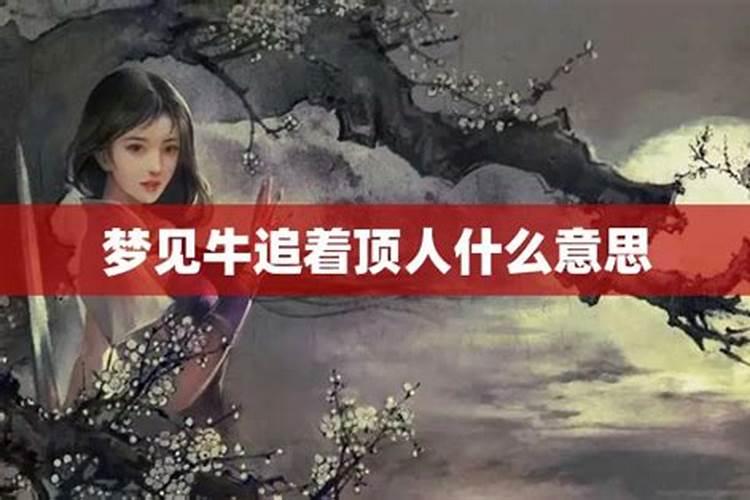 梦到牛顶人是什么意思解梦？