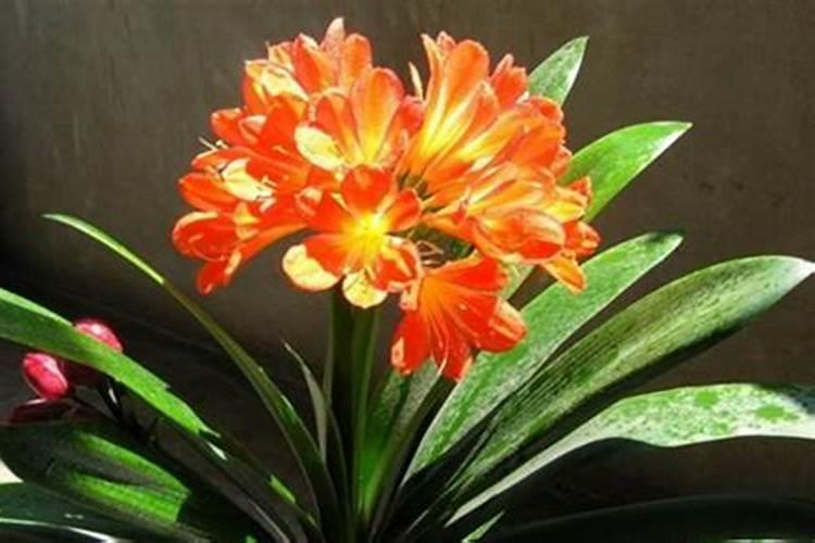 老公桃花太旺怎么化解？