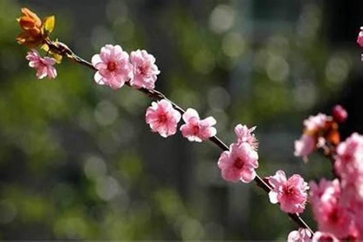 怎么把桃花煞变好？
