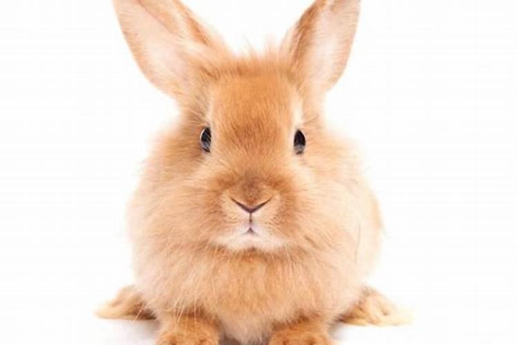 兔农历十月初一出生的人