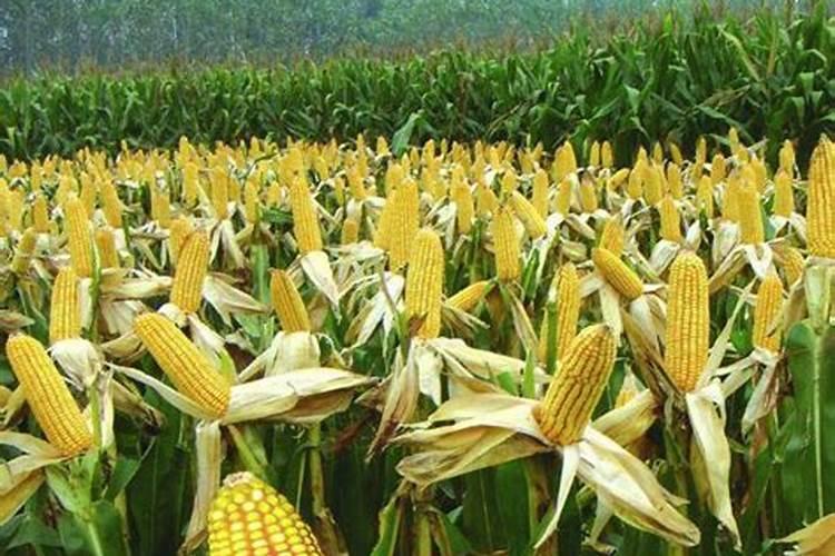 怀孕梦见下雨收玉米是什么意思？