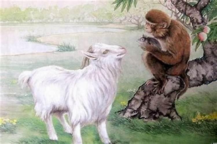 属猴和属羊的八字合吗？