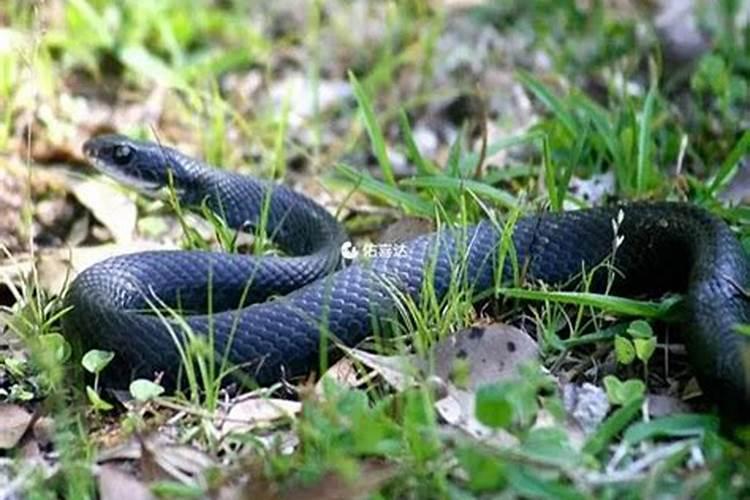 胎梦梦到蛇是什么意思？