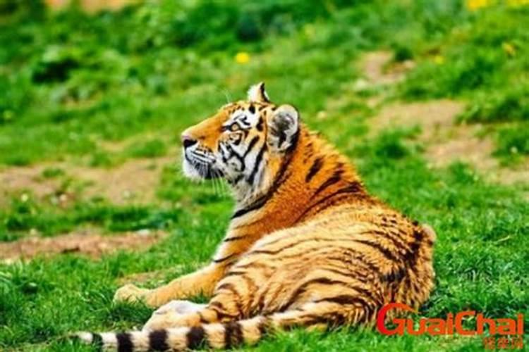 明年年出生运势如何？