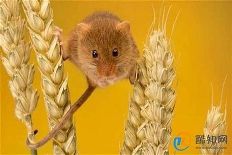 梦见老鼠咬我的预兆