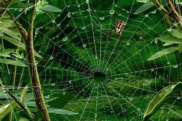 打死蜘蛛代表什么预兆？