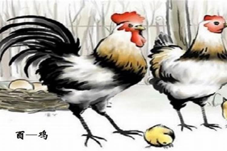 今年鸡的运势如何？