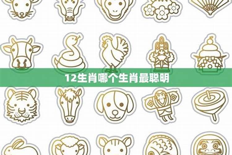 哪个生肖最聪明灵活？