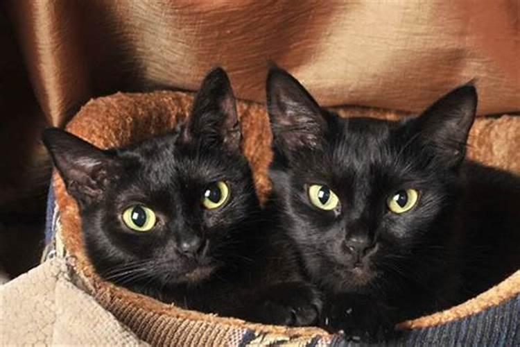 梦见黑猫什么意思进家？