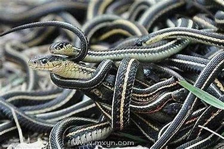 梦到满地蛇预示着什么？