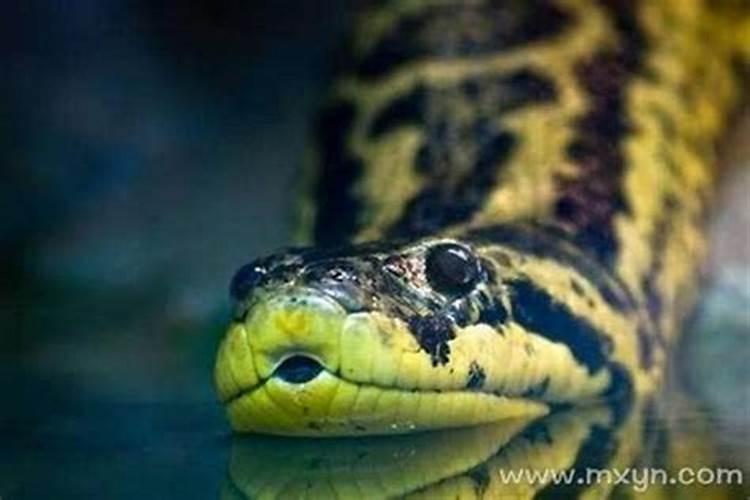 梦见蟒蛇吃狗是什么预兆女人？