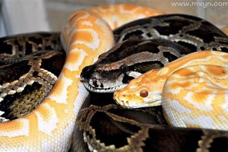 梦见巨蟒没有伤害自己