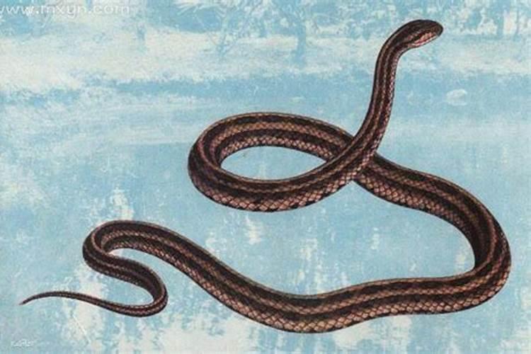 梦见蛇是什么预兆男人？