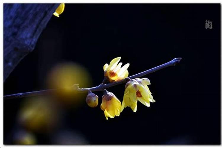 腊月花开了含义