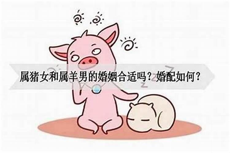 猪男女兔八字合吗？