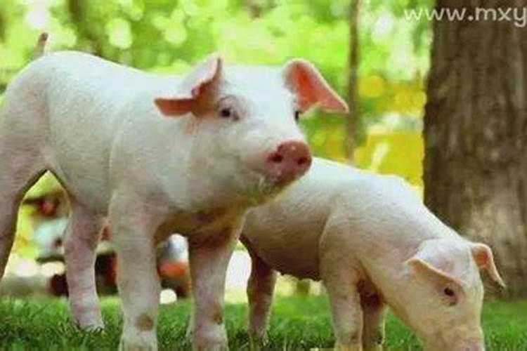 梦见两头大肥猪什么预兆？