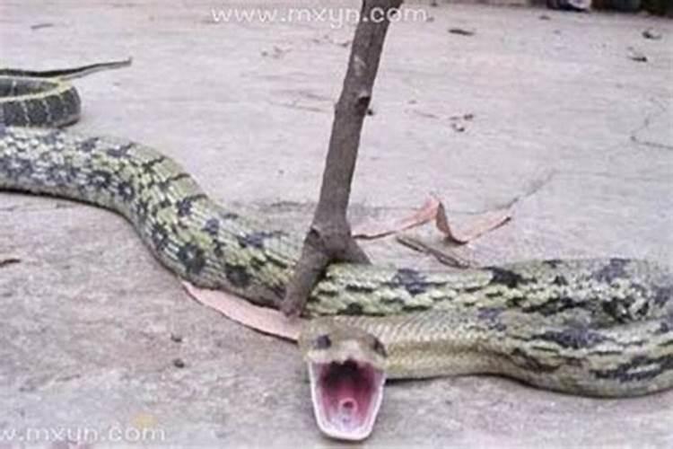 梦见蛇被自己砍了几段伤口？