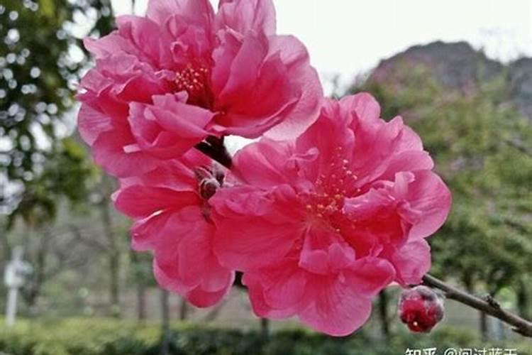 桃花煞可以化解吗？