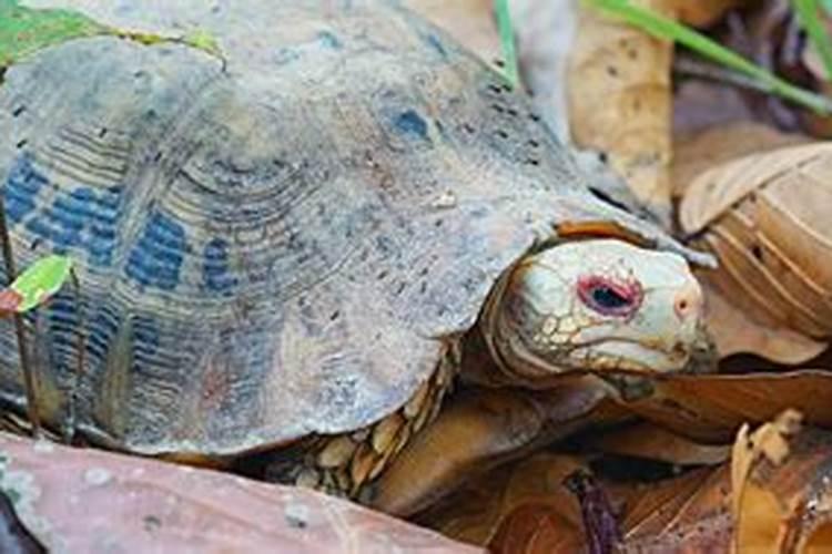 梦见好多乌龟预示着什么？