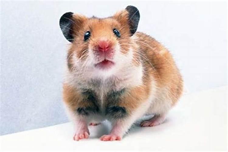 梦见老鼠往自己身上扑是什么意思？