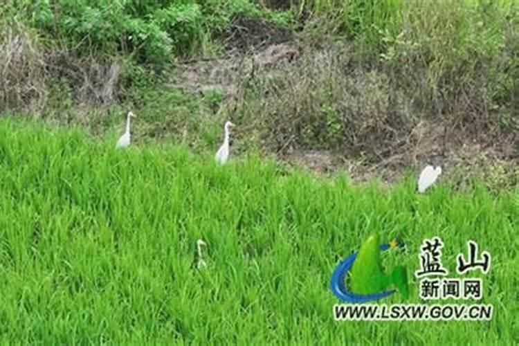 蓝山县立秋时节风俗