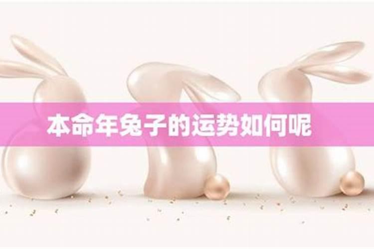 兔子九月运势如何？