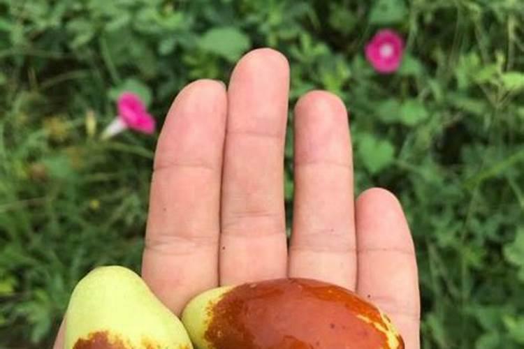 梦见大红枣树吃红枣