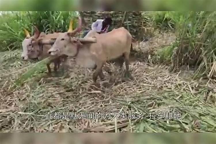 梦到一群牛发狂要攻击自己