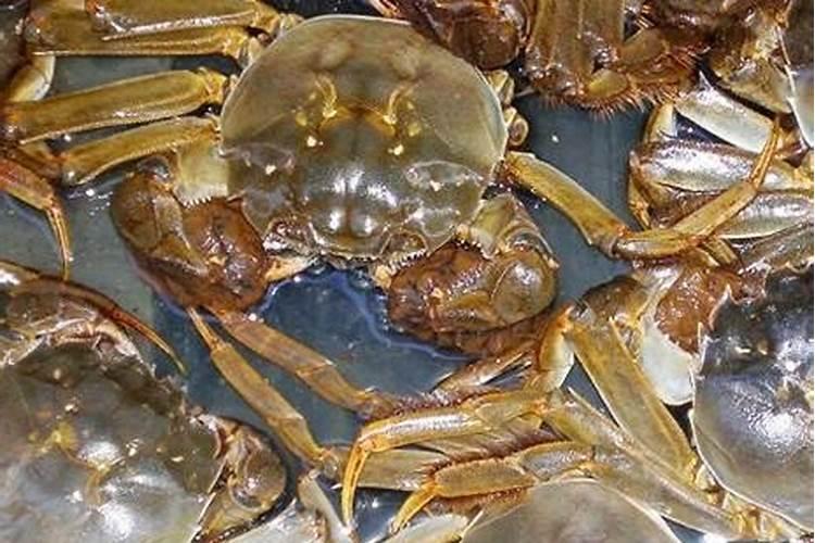 梦见特别多的螃蟹和生蚝？