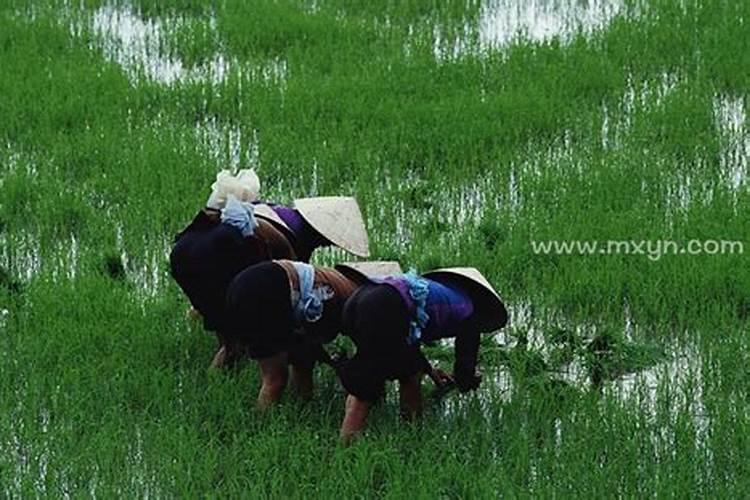 梦见栽秧什么意思？