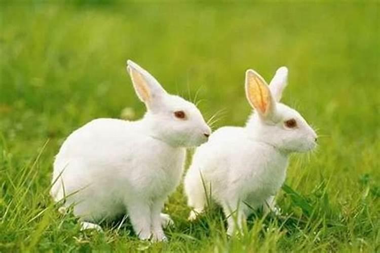 属兔的本命年应该注意什么？