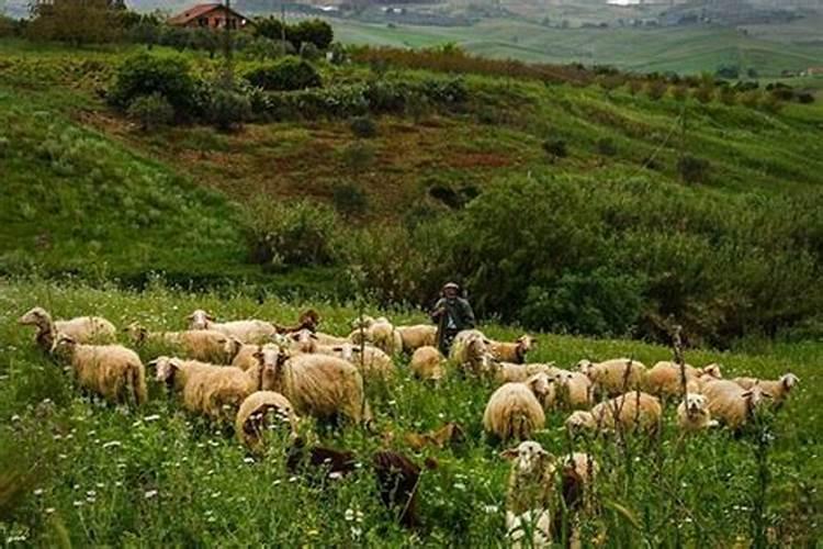 梦到放羊是什么意思？