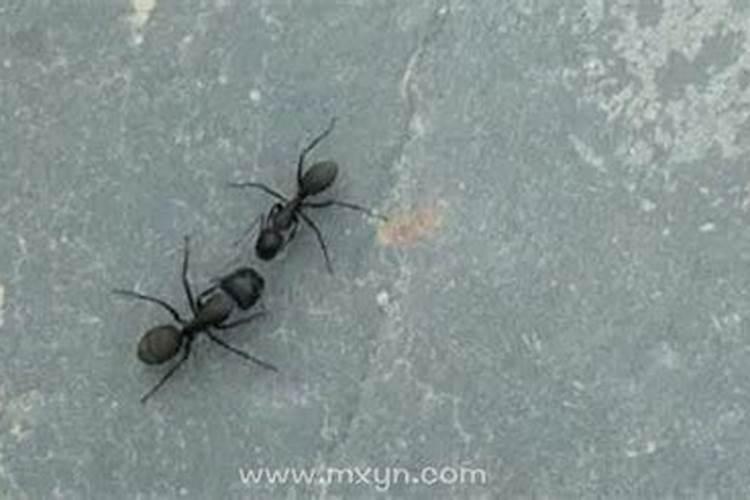 梦见好多蚂蚁在地上爬？