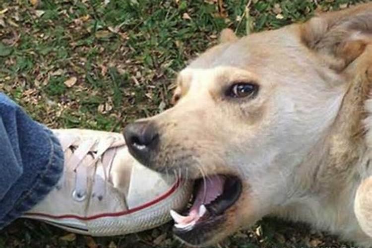 梦见被几条狗咬？