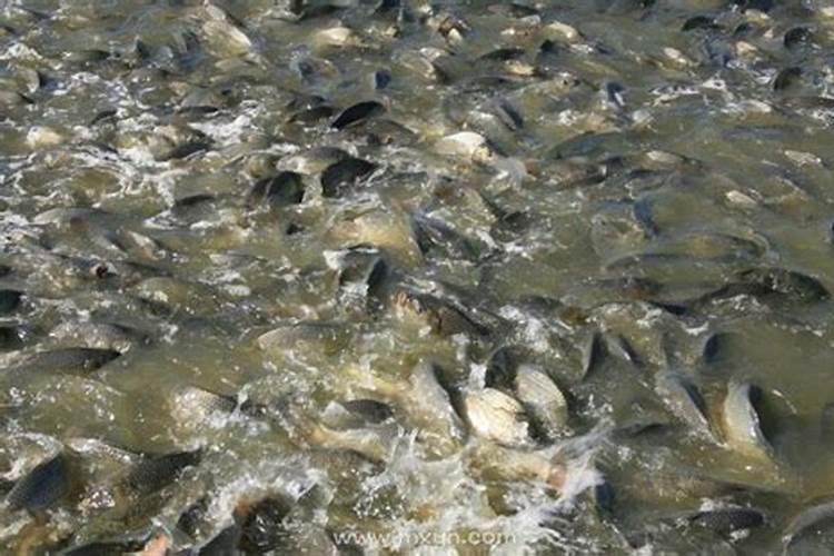 梦见大水突然涨上来水里有鱼和虾