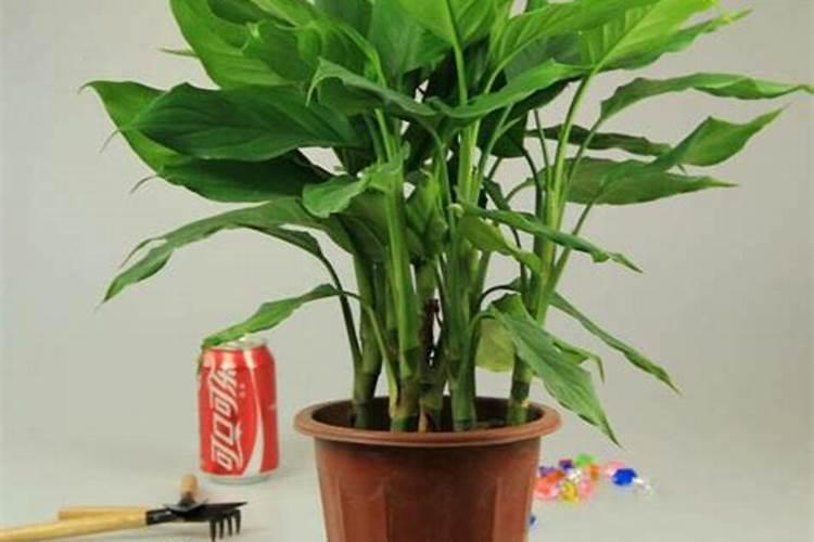 正月初五上几次香？